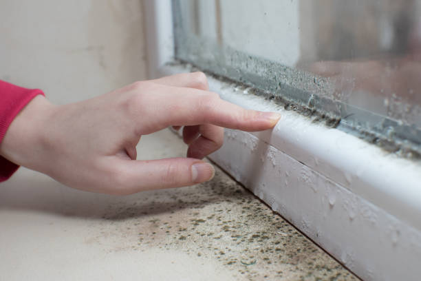 Best Emergency Mold Remediation  in Youngtown, AZ